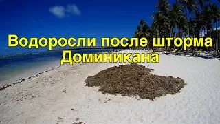 Вопрос о водорослях в Доминикане