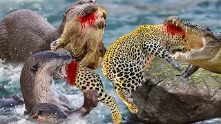 Otter Vs Jaguar - Catching Confrontation Of A Lone Jaguar And A Powerful School Of Otters