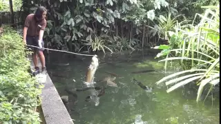 Hungry Arowana In River Safari