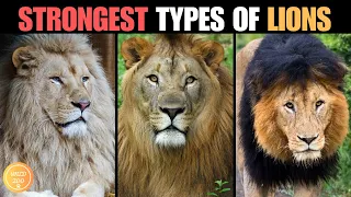 5 Most Powerful Types of Lions That Ever Lived!