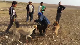 ⁦🇲🇦⁩صيد الارانب بالسلوقي⁦🇲🇦⁩