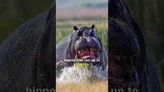 Hippo | Africa's Deadliest Animal