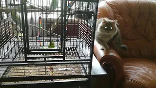 Funny budgie wants to be friends with a cute hungry kitten