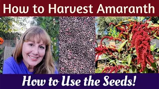 Harvest & Winnow Amaranth Seeds - So Many Great Uses!