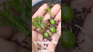 Do you know Rose bud growing technique #shorts  #youtubeshorts #greennature  #gardening #plants#seed