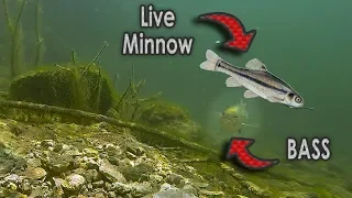 Do Bass Actually Eat Minnows?? | GoPro Live Shad Footage