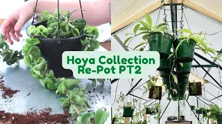 Re-potting my ENTIRE Hoya Collection! 🌱 Part 2 | Hanging Hoya