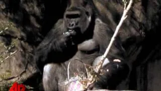 Raw Video: Cincinnati Gorillas Easter Egg Hunt