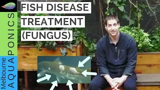 fish disease treatment (fungus)