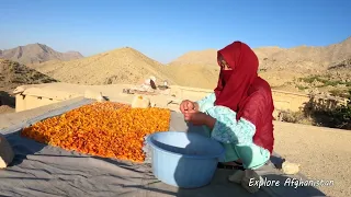 Apricot season in remote village AFGHANISTAN   EXPLORE AFGHANISTAN #village #afghanistan