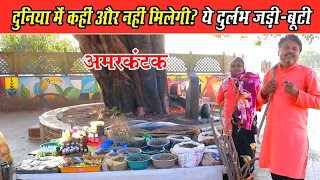 दुनिया में कहीं और नहीं मिलेगी ये दुर्लभ जड़ी-बुटी ।। Ayurvedic Jadi Buti Amarkantak