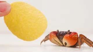 Crab Eating Chips