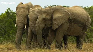 WildEarth - Sunset Safari -  12 March 2024