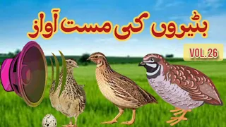 بٹیروں کی آواز ۔والیوم 26