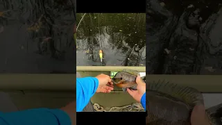 pre spawn Bream fishing with worms and a slip bobber