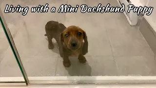 You know you live with a mini dachshund when...