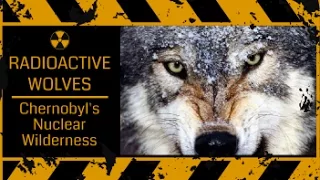 Mutant Wolves Of Chernobyl - Radioactive Mutations - Full Documentary HD