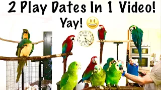 Two Parrot Play Dates & Free Flight Days || Mikey The Macaw