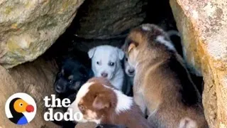 Woman Rescues 10 Tiny Puppies From A Rock Cave | The Dodo