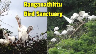 Ranganathittu Bird Sanctuary | Ranganathittu Bird Sanctuary Mysore Karnataka | Mysore Ranganathittu