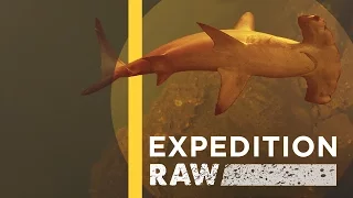 Sharks Discovered Inside Underwater Volcano (EXCLUSIVE VIDEO) | Expedition Raw