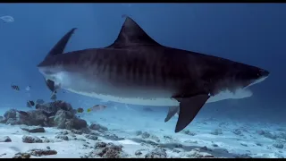 Tiger Sharks in Fuvahmulah