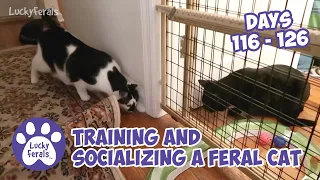 Training And Socializing A Feral Cat * Part 14 * Days 116 - 126 * Cat Video Compilation