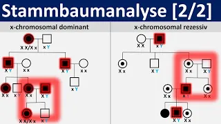 Stammbaumanalyse [2/2] - gonosomal dominante und rezessive Erbgänge [Biologie, Genetik, Oberstufe]