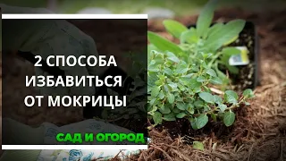 Мокрица — не помеха: два способа, которые помогут победить этот сорняк раз и навсегда