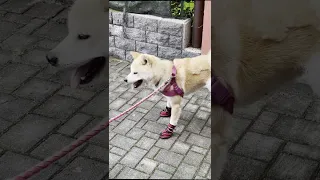 my love with shoes! #shorts #short #shortvideo #shortsvideo #puppy #funnyvideo #akita #akitainu