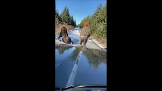 Crazy Moose Encounter  |  Eric Adams  #moose #deerhunting #bigwoods #nature #ice