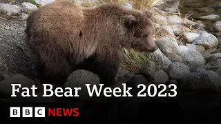 Fat Bear Week due to crown a new winner in Alaska - BBC News