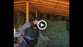 San Bernardino County sponsors new state legislation to stop illegal cannabis farming