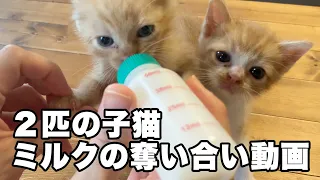 捨てられた2匹の子猫を保護した話 #09 ミルクの奪い合い