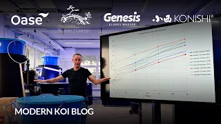 Modern Koi Blog #6098 - Den Effekt von Hofmanns Mikronährstoffen an Topkoi demonstriert