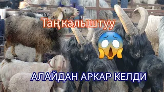 Коозулу Койлор Кандай баада?Алайдан  Өзгөчө  Эчки келди