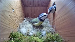 20th April 2021 - Blue tit nest box live camera highlights