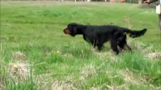 Gordon setter- field trial training