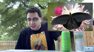 Black Butterfly | Possible Benefits of Seeing Plus History | A Friday Pod Clip w/ Chez Tanuki