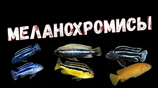 Меланохромис яркость видов / Ауратус / Майнгано  / Йохани /