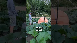 Giant Pumpkin waiting game