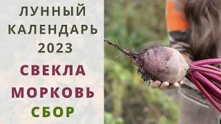 СВЕКЛА и МОРКОВЬ: Лунный Календарь АВГУСТ СЕНТЯБРЬ 2023! Когда собирать для сохранения урожая зимой!