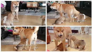 Best of: Daddo do Amgery Ep1 / Shiba Inu puppies