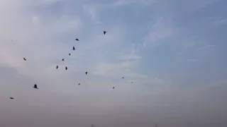 Crow flying slow motion .