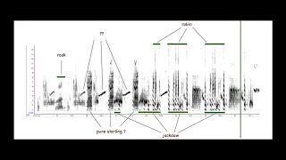 Starling mimicry