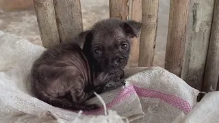 Crying in the chicken coop, the separated month-old puppy called for his mother in vain