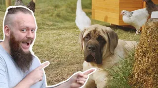 How To Train a Puppy to NOT KILL Chickens or Other Animals!