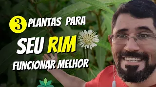 3 plantas para seu rim funcionar melhor e nunca falhar!