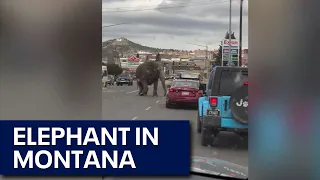 Elephant escapes circus, roams over Montana streets