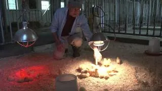 Raising chickens #3: supplemental heat